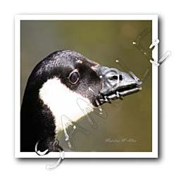 Canada Goose - Bird Photography - 10x10 Iron On Heat Transfer For White Material