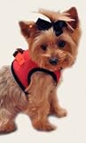 Ultra Choke-Free Dog Harness- Scarlett Red, Small (Chest 13-16