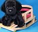   - Angus Black Lab Pup Stuffed Animal Plush Dog 13