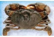 Handy Soft Shell Wild Caught Colossal Crab -- 24 per case.