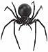 Hidden Kingdom Insects: Black Widow Spider