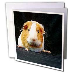 Guinea Pig - Guinea Pig - Greeting Cards-6 Greeting Cards with envelopes