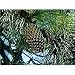 Gymnosperms (VHS)