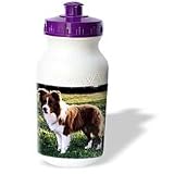 Dogs Border Collie - Border Collie Tan and White - Water Bottles