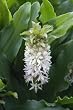 Eucomis autumnalis 2 seeds GORGEOUSE WHITE PINEAPPLE LILY!