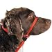 Pet Supplies : Premier Pet Gentle Leader Headcollar for Dogs small red-color