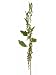 36 Amaranthus Spray Green (Pack of 12)