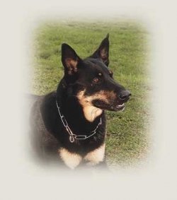 HS Fur Saver  Extra Heavy Training Collar, 21-Inch and 4.0 Millimeter