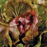 Organic Early Palla Rossa Radicchio - 250 Seeds -Veggie