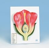 Typical Flower Cell Model; Reproduction; Longitudinal Section; With Key; 9.75 x 12.75 in.