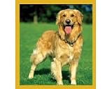 Golden Retriever Bookmark
