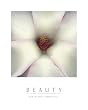 Beauty - White Magnolia, Motivational Poster