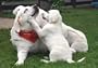 DrD4Dogs Greeting Card - To the best caretaker in the world... Thank you for the special treatment you gave while the family was away!
