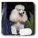 Dogs Poodle - Miniature Poodle - Mouse Pads
