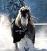 Horseware