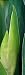 Iris Flower (Iris Germanica) Bud and Leaves , 20x60