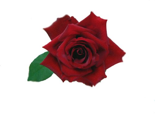 ローテローゼ　【赤】　20本　◆バラの花束◆　