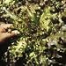 SUTTONS SEEDS: Lettuce Red Salad Bowl Seeds (1,500 seeds)
