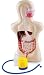 Learning Resources Inflatable Digestion Torso