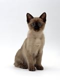 Domestic Cat, 8-Week Seal-Point Tonkinese Kitten Sitting Photographic Poster Print by Jane Burton, 12x16