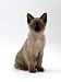   - Domestic Cat, 8-Week Seal-Point Tonkinese Kitten Sitting Photographic Poster Print by Jane Burton, 12x16