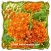 Butterfly Weed (Asclepias tuberosa) Jumbo Wildflower Seed Packet (80) Butterfly Weed (Asclepias tuberosa) Jumbo Wildflower Seed Packet (80)