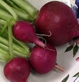 Radishes - Purple Plum Radishes Organic Heirloom Seeds