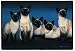   - Pet Mat - 18.0 x 27.0 - Siamese Cats