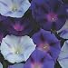 'Hazelwood Blues' Morning Glory - 35 Seeds