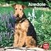 terrier15 - Airedale Terrier 2010 Wall Calendar 12 x 12