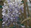 Purple Wisteria Vine Five Gallon