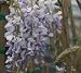 Purple Wisteria Vine Five Gallon
