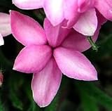Spring Starflower 10 Seeds - Rhodohypxis - Indoors/Out