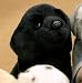Plush Black Labrador Puppy Sitting 9