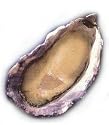 Charleston Seafood Oysters, 20-Pound Box