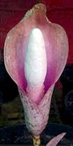 Pink Devil's Tongue Voodoo Lily-Amorphophallus bulbifer