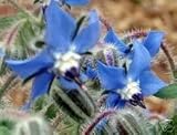 100 Blue