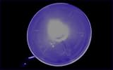 Nite-Ize Spotlit LED Dog Collar Light Blue Flashflight