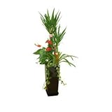 観葉植物 ユッカ 青年の木 寄せ植え 1.4m (黒)