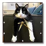 Black and White Cat with Nothing to Do - 10x10 Wall Clock