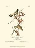 Wandering Rice Bird - Artist: John James Audubon - Art Print Poster Size: 9.50 by 13.00 inches