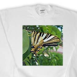 Taiche Photography - Insects Butterfly Swallowtail - Sweatshirts