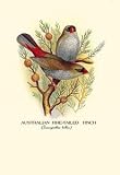 Framed Black poster printed on 20 x 30 stock. Australian Fire-Tailed Finch