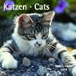 Katzen, Brosch�renkalender 2009; Cats