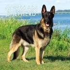 German Shepherds 2009 Wall Calendar