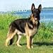German Shepherds 2009 Wall Calendar