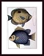 Art Poster Wood Framed Print - Butterfly Fish (Lg) - Artist: unknown- Poster Size: 24 X 18