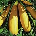 SUTTONS SEEDS: Courgette Atena F1 (20 seeds)
