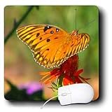 WhiteOak Photography Butterflies - Gulf Fertillary Butterfly Butterfly on a flower - Mouse Pads