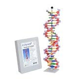 DNA Model - Advanced 22 layer Molecular Model building system
